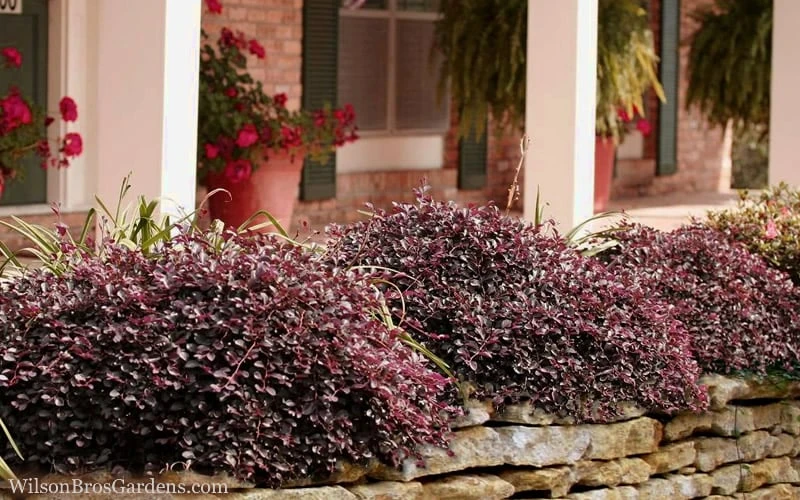 Purple Pixie Loropetalum - 2.5 Quart Pot 4 Purple Pixie Loropetalum - 2.5 Quart Pot - Image 4