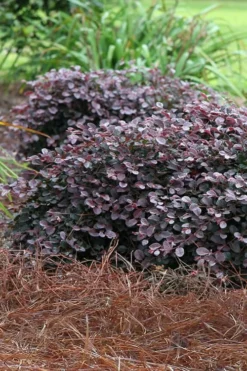 Purple Pixie Loropetalum - 2.5 Quart Pot
