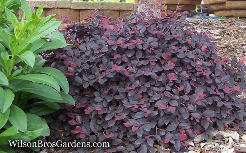 Purple Pixie Loropetalum - 2.5 Quart Pot 8 Purple Pixie Loropetalum - 2.5 Quart Pot - Image 8