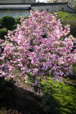 Betty Magnolia Tulip Tree - 3 Gallon Pot -Plant Promotion Store Magnolia Betty 7 1
