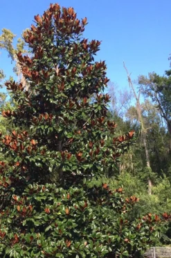 Brackens Brown Beauty Magnolia - 1 Gallon Pot -Plant Promotion Store Magnolia Bracken Brown Beauty 500x750 6