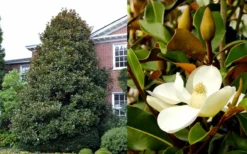 Brackens Brown Beauty Magnolia - 7 Gallon Pot (3-4') -Plant Promotion Store Magnolia Brackens Brown Beauty 1 3