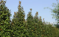 Brackens Brown Beauty Magnolia - 7 Gallon Pot (3-4') -Plant Promotion Store Magnolia Brackens Brown Beauty 6 3