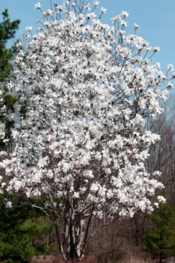 Centennial Star Magnolia - 1 Gallon Pot 11 Centennial Star Magnolia - 1 Gallon Pot -Plant Promotion Store Magnolia Centennial 19 1