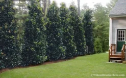 Claudia Wannamaker Southern Magnolia - 7 Gallon Pot (5-6') -Plant Promotion Store Magnolia Claudia Wannamaker 2 1