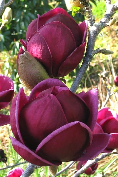 Genie Magnolia Tulip Tree - 5 Gallon Pot 1 Genie Magnolia Tulip Tree - 5 Gallon Pot