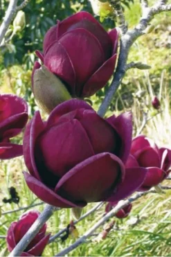 Genie Magnolia Tulip Tree - 5 Gallon Pot 17 Genie Magnolia Tulip Tree - 5 Gallon Pot -Plant Promotion Store Magnolia Genie 10 1