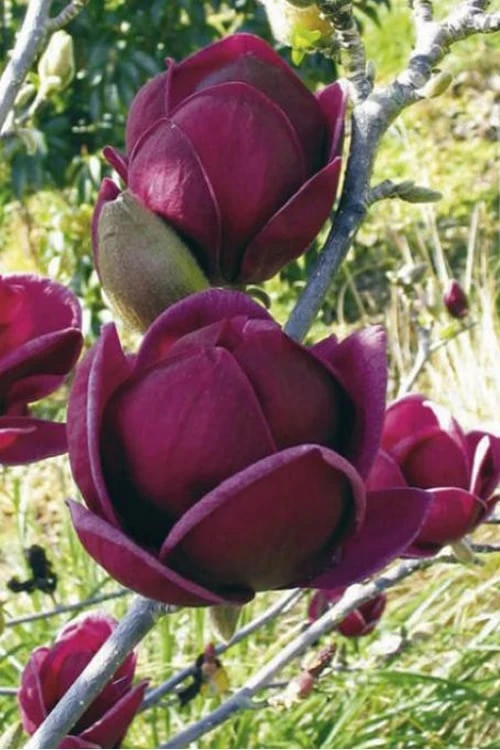 Genie Magnolia Tulip Tree - 5 Gallon Pot 9 Genie Magnolia Tulip Tree - 5 Gallon Pot - Image 9