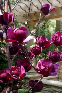Genie Magnolia Tulip Tree - 1 Gallon Pot 13 Genie Magnolia Tulip Tree - 1 Gallon Pot -Plant Promotion Store Magnolia Genie 4