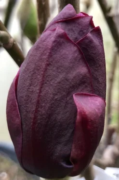 Genie Magnolia Tulip Tree - 5 Gallon Pot 15 Genie Magnolia Tulip Tree - 5 Gallon Pot -Plant Promotion Store Magnolia Genie 8 1