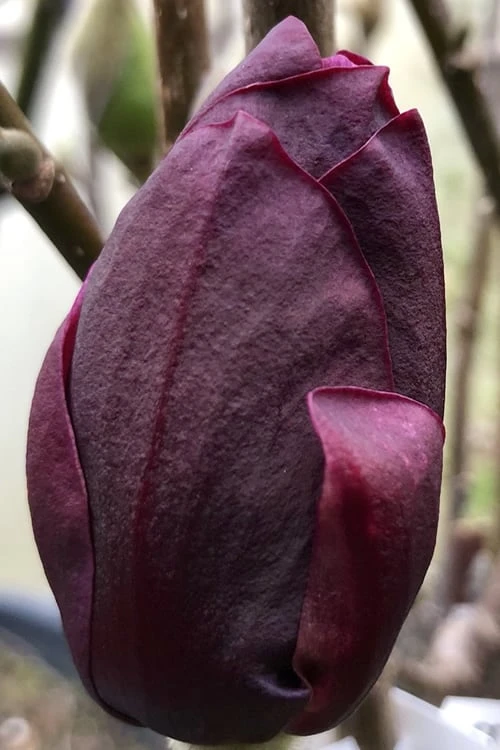 Genie Magnolia Tulip Tree - 1 Gallon Pot 7 Genie Magnolia Tulip Tree - 1 Gallon Pot - Image 7