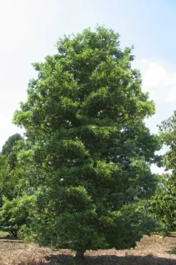 Green Shadow Sweetbay Magnolia Tree (Magnolia Virginiana) - 3 Gallon Pot (4-5') -Plant Promotion Store Magnolia Green Shadow Sweetbay Mature