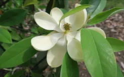 Green Shadow Sweetbay Magnolia Tree (Magnolia Virginiana) - 3 Gallon Pot (4-5') -Plant Promotion Store Magnolia GreenShadow Sweet Bay Flower 2