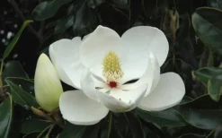 Little Gem Dwarf Southern Magnolia - 7 Gallon Pot (4-5') -Plant Promotion Store Magnolia Little Gem Bloom 2