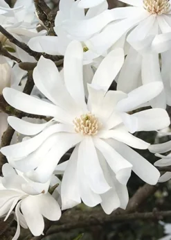 Royal Star Magnolia - 3 Gallon Pot -Plant Promotion Store Magnolia Royal Star 10 1