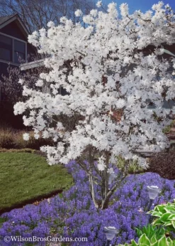 Royal Star Magnolia - 1 Gallon Pot -Plant Promotion Store Magnolia Royal Star 12 2