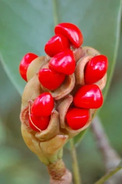 Sweetbay Magnolia - 5 Gallon Pot 12 Sweetbay Magnolia - 5 Gallon Pot -Plant Promotion Store Magnolia Sweet Bay 14 1