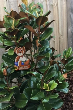 Teddy Bear Dwarf Southern Magnolia - 7 Gallon Pot (3-4') -Plant Promotion Store Magnolia Teddy Bear 4