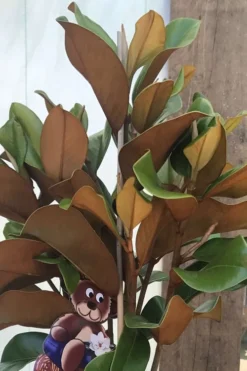 Teddy Bear Dwarf Southern Magnolia - 7 Gallon Pot (3-4') -Plant Promotion Store Magnolia Teddy Bear 6