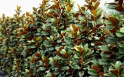 Teddy Bear Dwarf Southern Magnolia - 7 Gallon Pot (3-4') -Plant Promotion Store Magnolia Teddy Bear 8