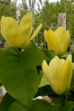 Yellow Bird Magnolia Tulip Tree - 3 Gallon Pot -Plant Promotion Store Magnolia Yellow Bird 10