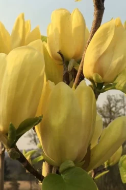 Yellow Bird Magnolia Tulip Tree - 3 Gallon Pot -Plant Promotion Store Magnolia Yellow Bird 14