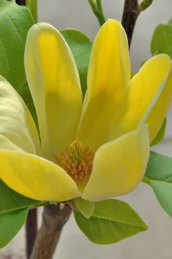 Yellow Bird Magnolia Tulip Tree - 1 Gallon Pot -Plant Promotion Store Magnolia Yellow Bird 16 1