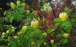 Yellow Bird Magnolia Tulip Tree - 1 Gallon Pot -Plant Promotion Store Magnolia Yellow Bird 18 1