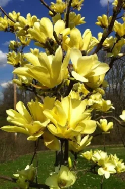 Yellow Bird Magnolia Tulip Tree - 1 Gallon Pot -Plant Promotion Store Magnolia Yellow Bird 32 1