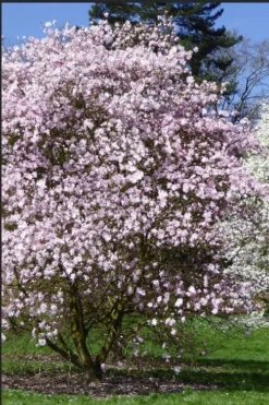 Centennial Blush Star Magnolia - 3 Gallon Pot -Plant Promotion Store Magnolia stellata centennial blush 2