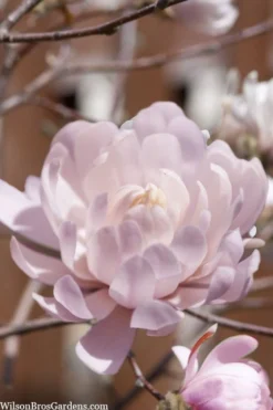 Centennial Blush Star Magnolia - 3 Gallon Pot -Plant Promotion Store Magnolia stellata centennial blush 3