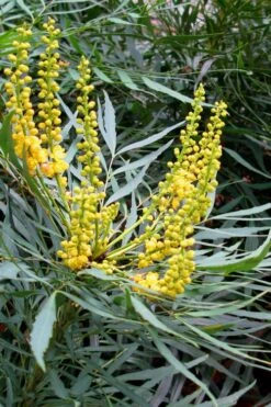 Soft Caress Mahonia - 3 Gallon Pot -Plant Promotion Store Mahonia Soft Caress 10