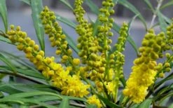 Soft Caress Mahonia - 3 Gallon Pot -Plant Promotion Store Mahonia Soft Caress Flowers 2
