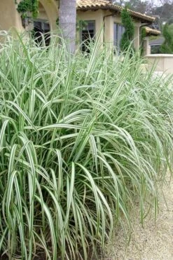 Variegated Maiden Grass - Miscanthus Sinensis 'Variegatus' - 6 Pack Of 1 Gallon Pots -Plant Promotion Store Maiden Grass Variegated 11