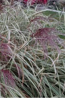 Variegated Maiden Grass - Miscanthus Sinensis 'Variegatus' - 6 Pack Of 1 Gallon Pots -Plant Promotion Store Maiden Grass Variegated 12