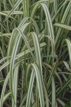 Variegated Maiden Grass - Miscanthus Sinensis 'Variegatus' - 3 Gallon Pot -Plant Promotion Store Maiden Grass Variegated 13 1