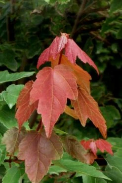Summer Red Maple Tree - 2 Gallon Pot