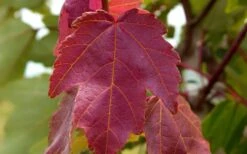 Summer Red Maple Tree - 2 Gallon Pot -Plant Promotion Store Maple Summer Red Leaf
