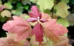 Summer Red Maple Tree - 2 Gallon Pot -Plant Promotion Store Maple Summer Red Leaf Summer