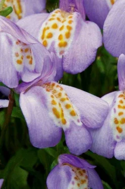 Blue Flowering Mazus - 18 Pack Of 3.5" Pint Pots -Plant Promotion Store Masuz Blue 4