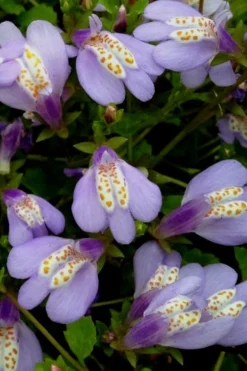 Blue Flowering Mazus - 18 Pack Of 3.5" Pint Pots -Plant Promotion Store Masuz Blue 5