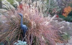 Adagio Dwarf Maiden Grass - Miscanthus Sinensis - 3 Gallon Pot -Plant Promotion Store Miscanthus Adagio Fall Foliage Color 1