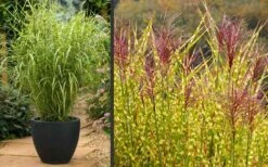 Gold Breeze Zebra Grass (Miscanthus) - 1 Gallon Pot -Plant Promotion Store Miscanthus Gold Breeze Flowers