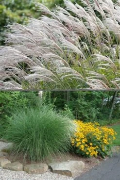 Maiden Grass - Miscanthus Sinensis 'Gracillimus' - 3 Gallon Pot 11 Maiden Grass - Miscanthus Sinensis 'Gracillimus' - 3 Gallon Pot -Plant Promotion Store Miscanthus Gracillimus 500x750 3