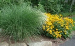 Maiden Grass - Miscanthus Sinensis 'Gracillimus' - 1 Gallon Pot -Plant Promotion Store Miscanthus Gracillimus With Rudbeckia 1