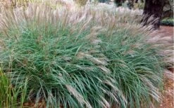 Little Kitten Dwarf Maiden Grass - Miscanthus Sinensis - 2 Gallon Pot -Plant Promotion Store Miscanthus Little Kittens 10