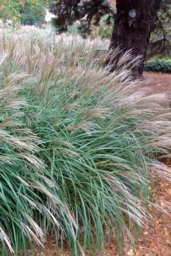 Little Kitten Dwarf Maiden Grass - Miscanthus Sinensis - 2 Gallon Pot -Plant Promotion Store Miscanthus Little Kittens 11