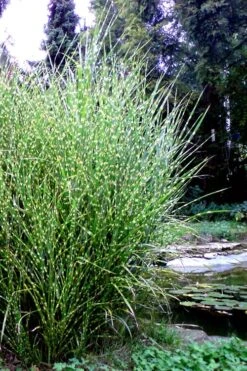 Porcupine Zebra Grass (Miscanthus Sinensis 'Strictus') - 3 Gallon Pot -Plant Promotion Store Miscanthus Porcupine Grass 14