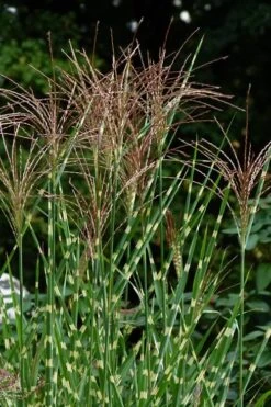 Porcupine Zebra Grass (Miscanthus Sinensis 'Strictus') - 3 Gallon Pot -Plant Promotion Store Miscanthus Porcupine Grass 5