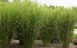 Porcupine Zebra Grass (Miscanthus Sinensis 'Strictus') - 3 Gallon Pot -Plant Promotion Store Miscanthus Porcupine Grass 8